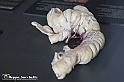 VBS_2753 - Appendice - Mostra Body Worlds